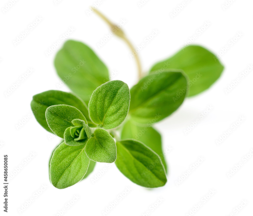 fresh sweet marjoram herb isolated on the white background fresh sweet marjoram herb isolated on the white background