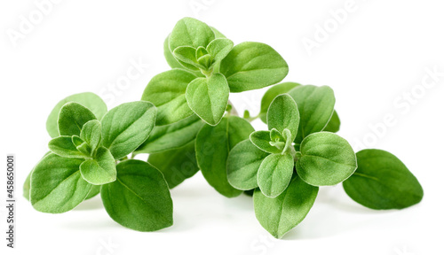 fresh marjoram herb isolated on the white background