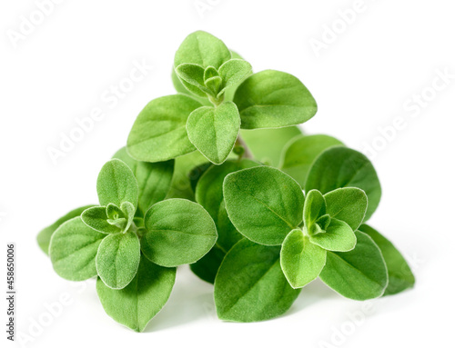 Fotografia fresh marjoram herb isolated on the white background