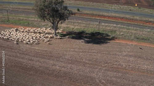 Aerial view of drone tracking herd of sheep being rounded up by cattle dogs and four wheel motorcycle in the rural town of Yerong Creek Wagga Wagga NSW Australia photo