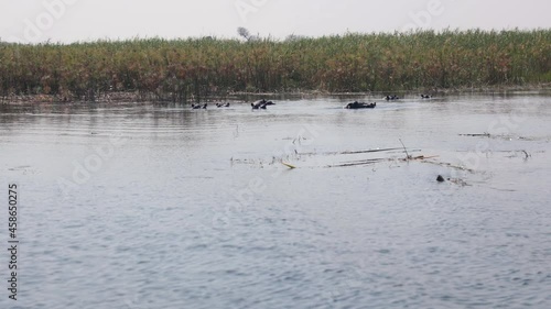 Bloat Of Hippopotamus Swim And Submerged Body At Cuando River Seen From Boat Tour In Namibia, Africa. - POV photo