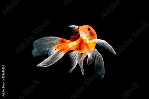 Sticker beauty koi fish swimming on black background