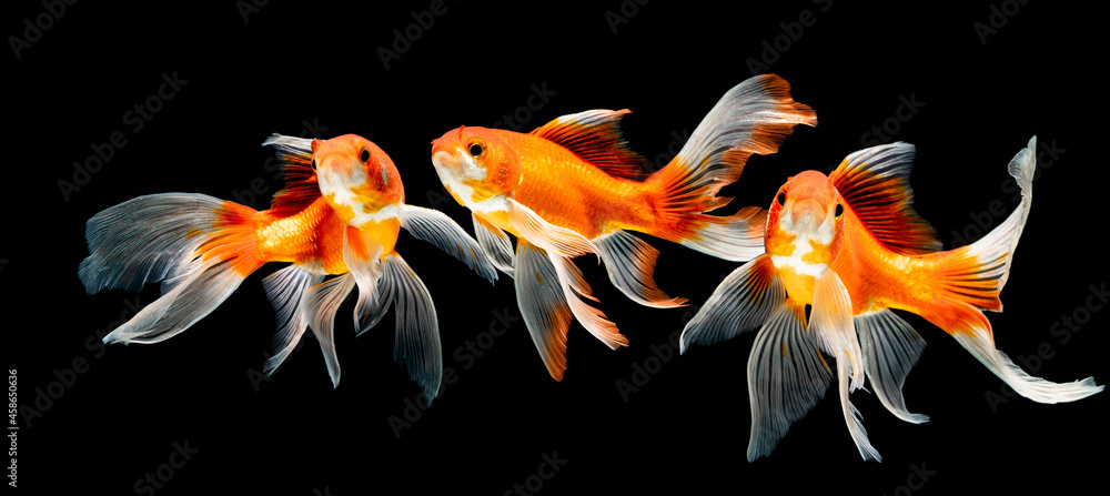 beauty koi fish swimming on black background