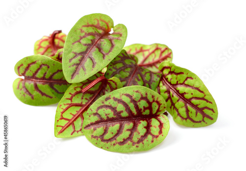 fresh young sorrel leaves isolated on the white background photo