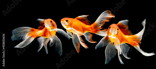 Obraz na płótnie beauty koi fish swimming on black background w salonie
