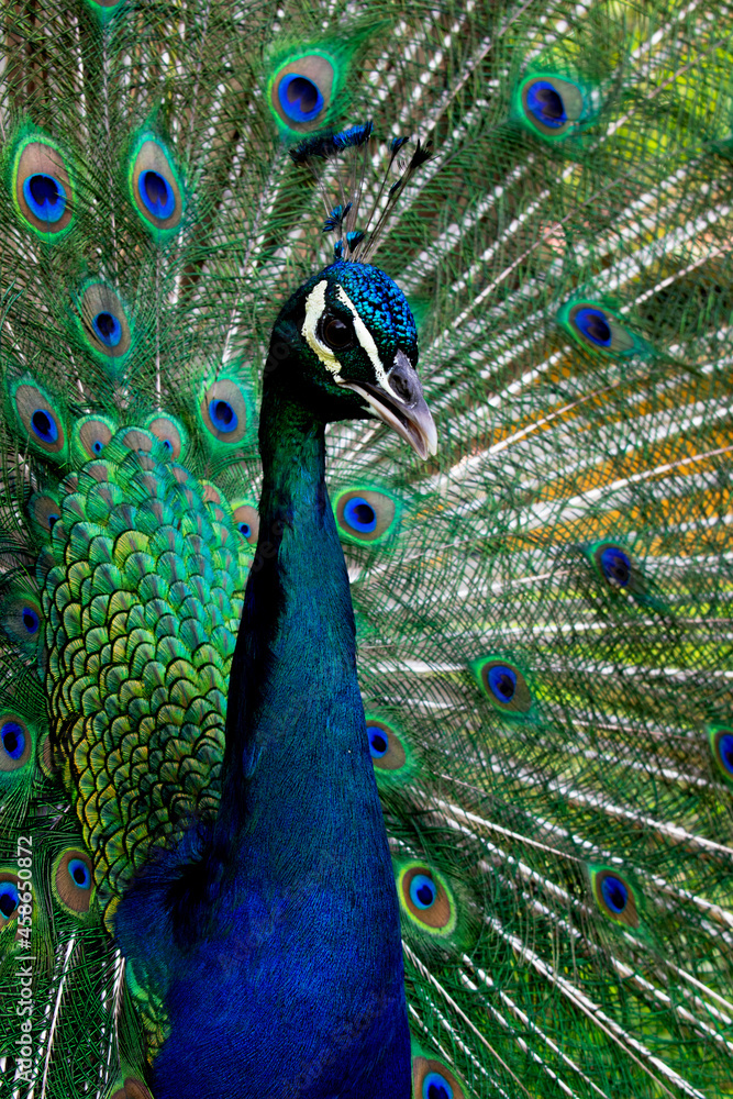 Obraz premium peacock with feathers