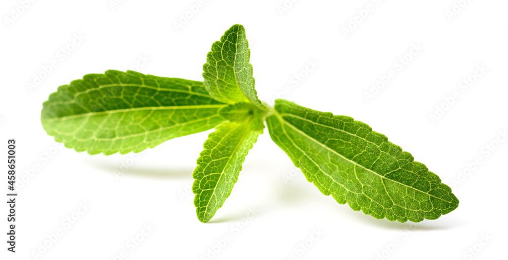 fresh stevia isolated on white background fresh stevia isolated on white background