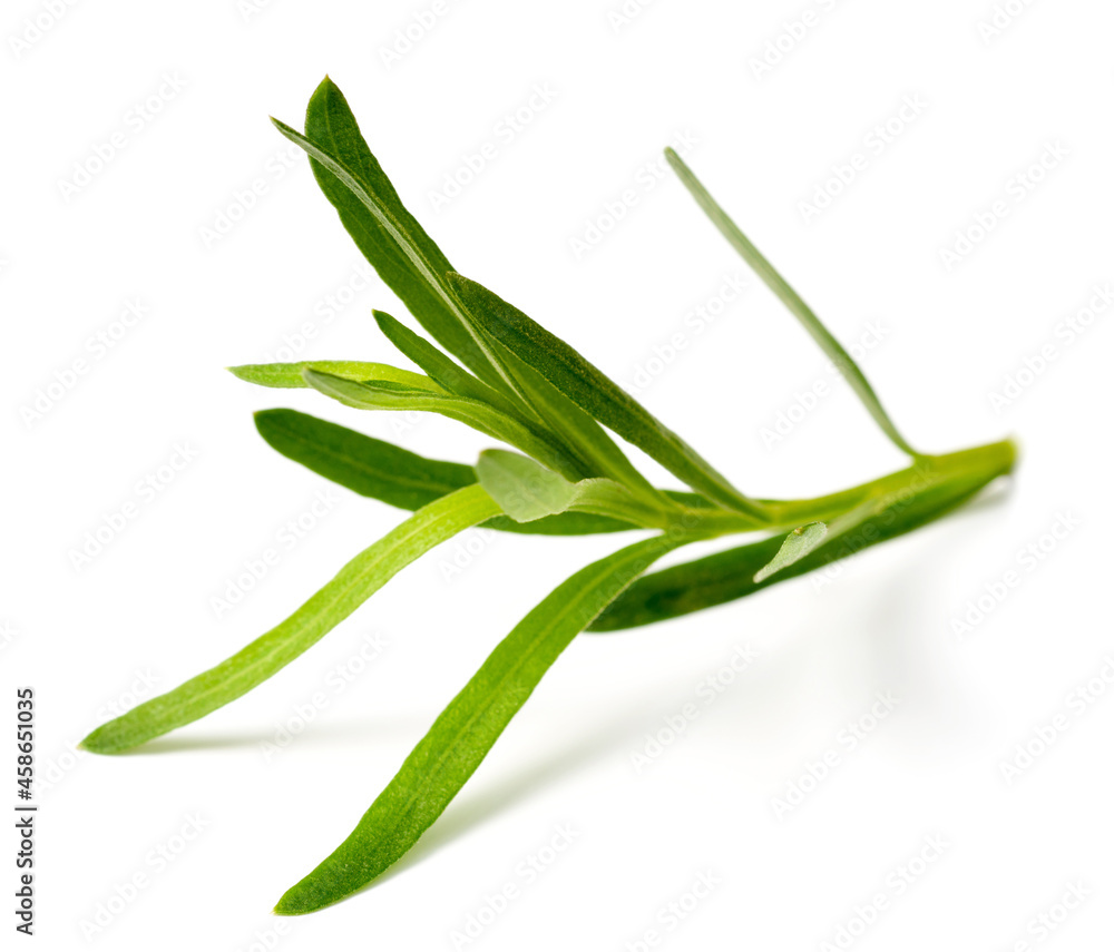 fresh tarragon herb isolated on the white background fresh tarragon herb isolated on the white background