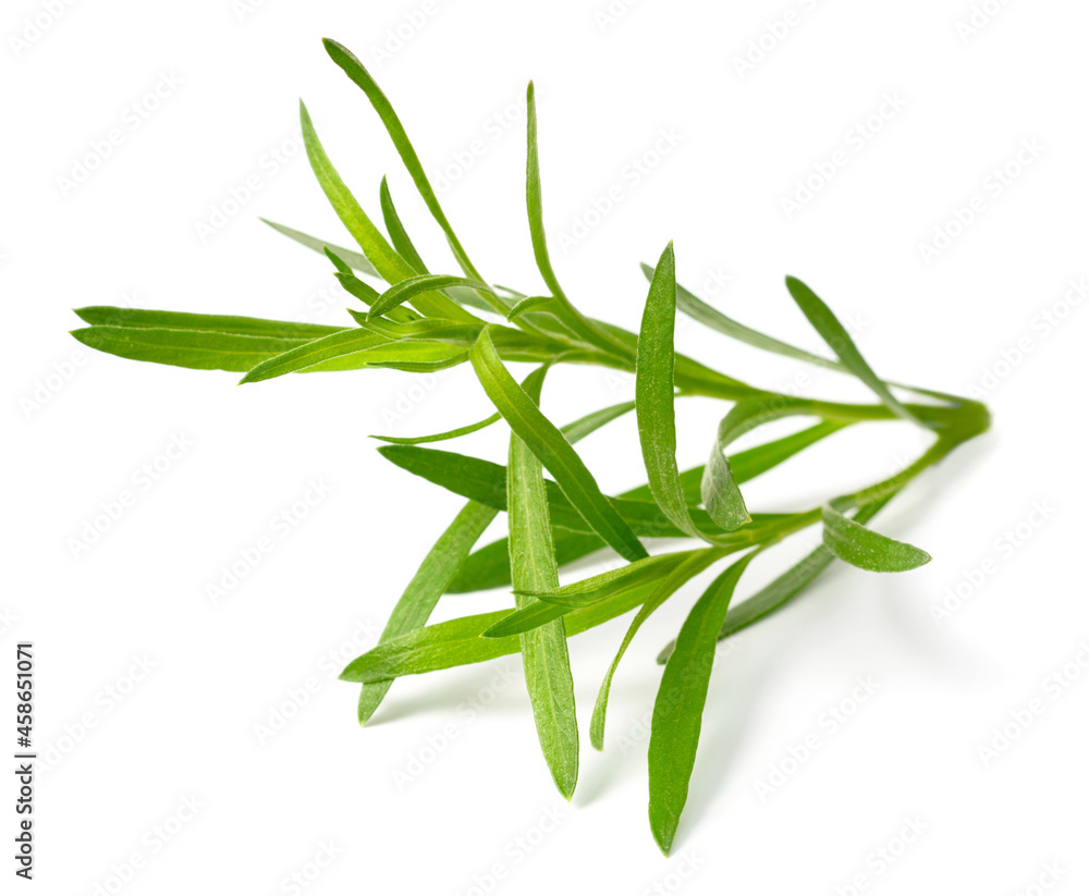 fresh tarragon herb isolated on the white background fresh tarragon herb isolated on the white background