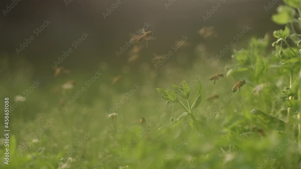 slow motion of swarm of bees flying in the Foggy grass slow motion of swarm of bees flying in the Foggy grass