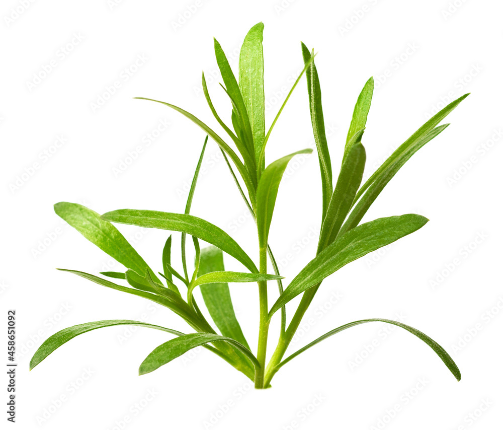 Obraz premium fresh tarragon herb isolated on the white background