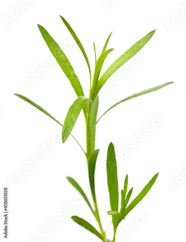 Fototapeta Naklejka Na Ścianę i Meble -  fresh tarragon herb isolated on the white background