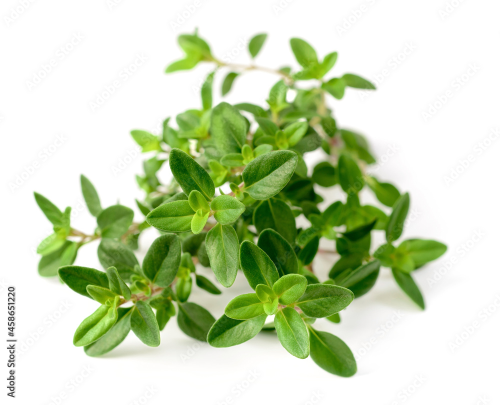 fresh thyme herb isolated on the white background fresh thyme herb isolated on the white background