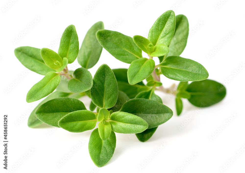 fresh thyme herb isolated on the white background fresh thyme herb isolated on the white background