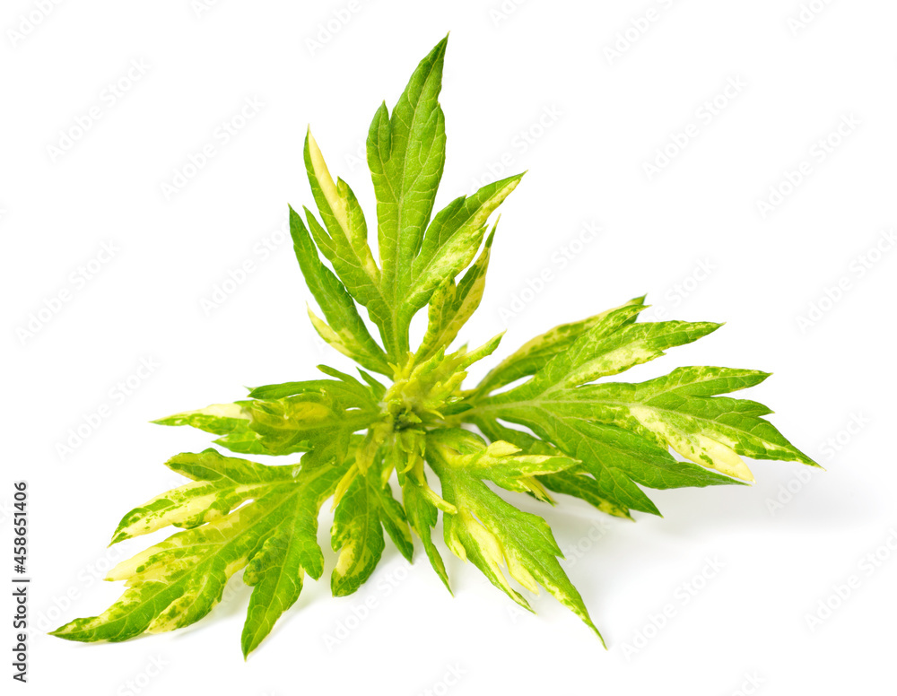 Fototapeta premium fresh Variegated Mugwort herb isolated on the white background