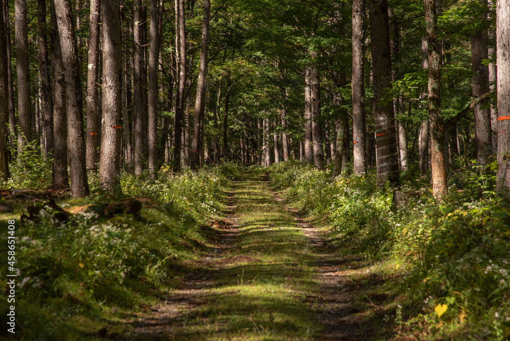 Obraz premium 林道を歩く