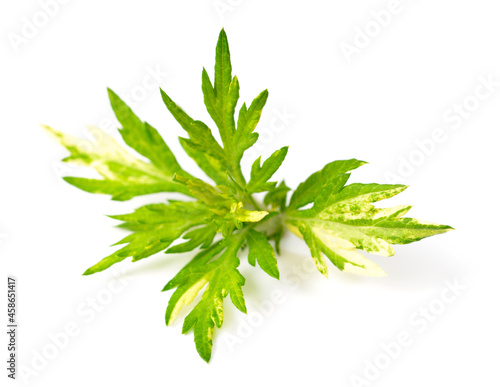 fresh Variegated Mugwort herb isolated on the white background