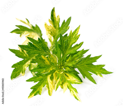 fresh Variegated Mugwort herb isolated on the white background