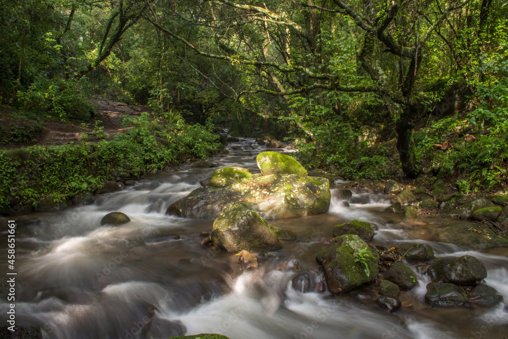 Fototapeta premium Stones in the middle of the forest river