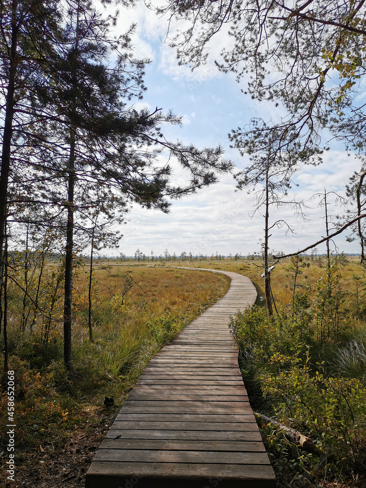 View from the forest on a wooden deck over a swamp with yellowed grass, against a beautiful sky with clouds. View from the forest on a wooden deck over a swamp with yellowed grass, against a beautiful sky with clouds.