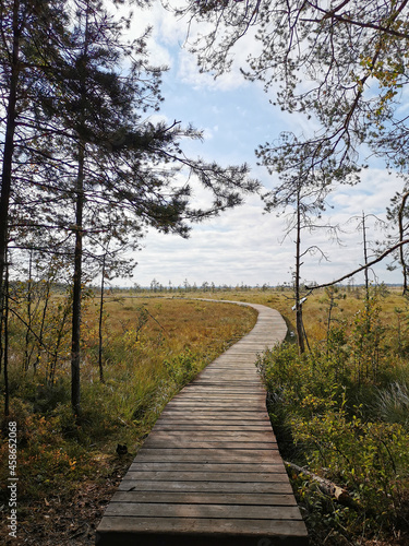 View from the forest on a wooden deck over a swamp with yellowed grass, against a beautiful sky with clouds.