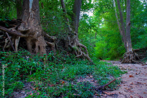 Foto Rooty Sycamore Trees In A Dry Illinois Creek Bed