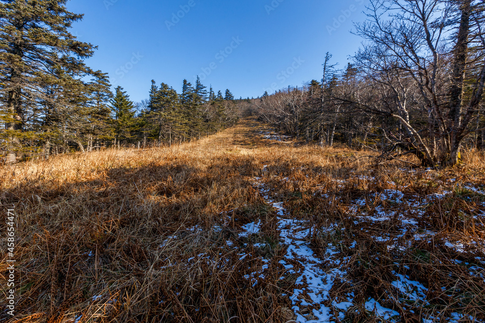 Autumn forest in the Primorsky Territory. The steep slope of the mountain, overgrown with conifers. Autumn forest in the Primorsky Territory. The steep slope of the mountain, overgrown with conifers.