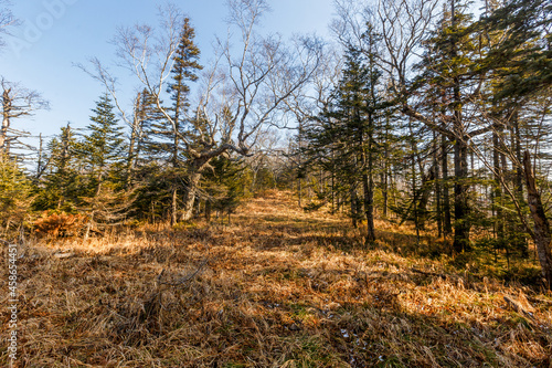 Autumn forest in the Primorsky Territory. The steep slope of the mountain, overgrown with conifers.