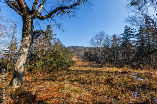 Autumn forest in the Primorsky Territory. The steep slope of the mountain, overgrown with conifers.