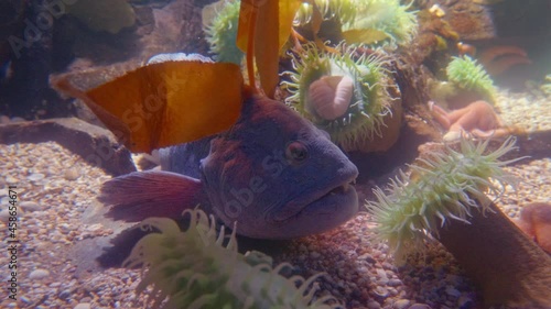 Colourful oceanic Easter pacific Painted greenling, North Atlantic Wolffish, North Pacific Green surf anemone, bat star, Common Sunstar and Northeast pacific Giant Pink sea star fishes swimming in 4K. photo