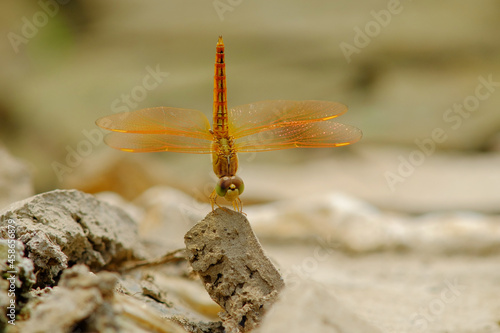 Obelisk Brachythemis contaminata photo