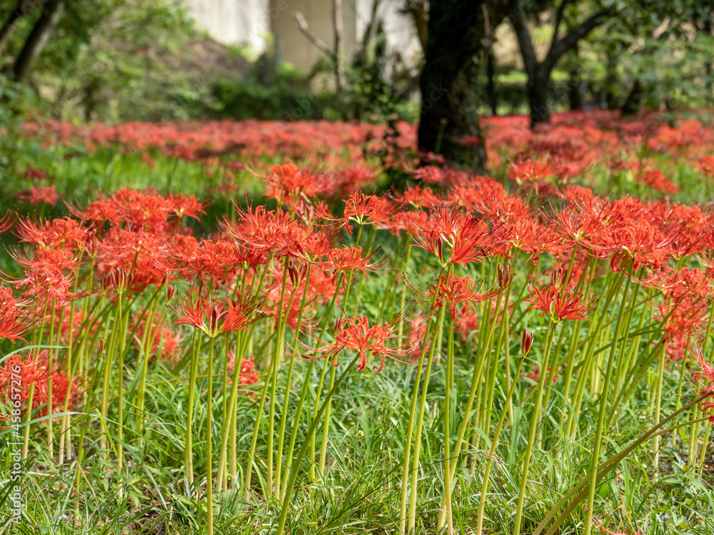 島根県吉賀町　ひがん花の里　彼岸花の群生