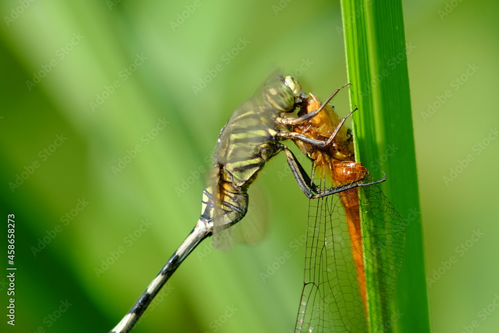 Dragonfly eat the other dragonfly Dragonfly eat the other dragonfly