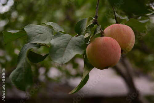 apples on a branch