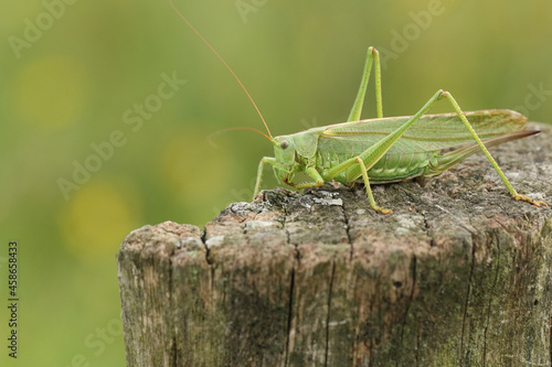 A rare Great Green Bush-cricket, Tettigonia viridissima, resting on a tree stump in a meadow.