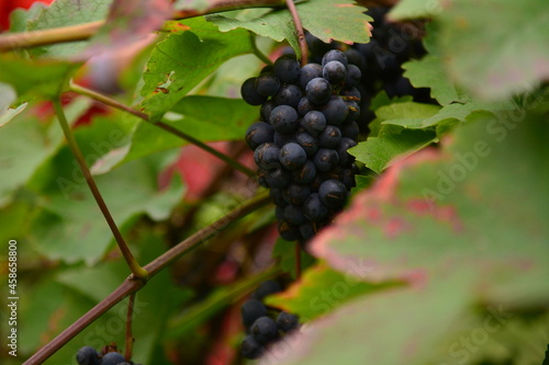 black grapes