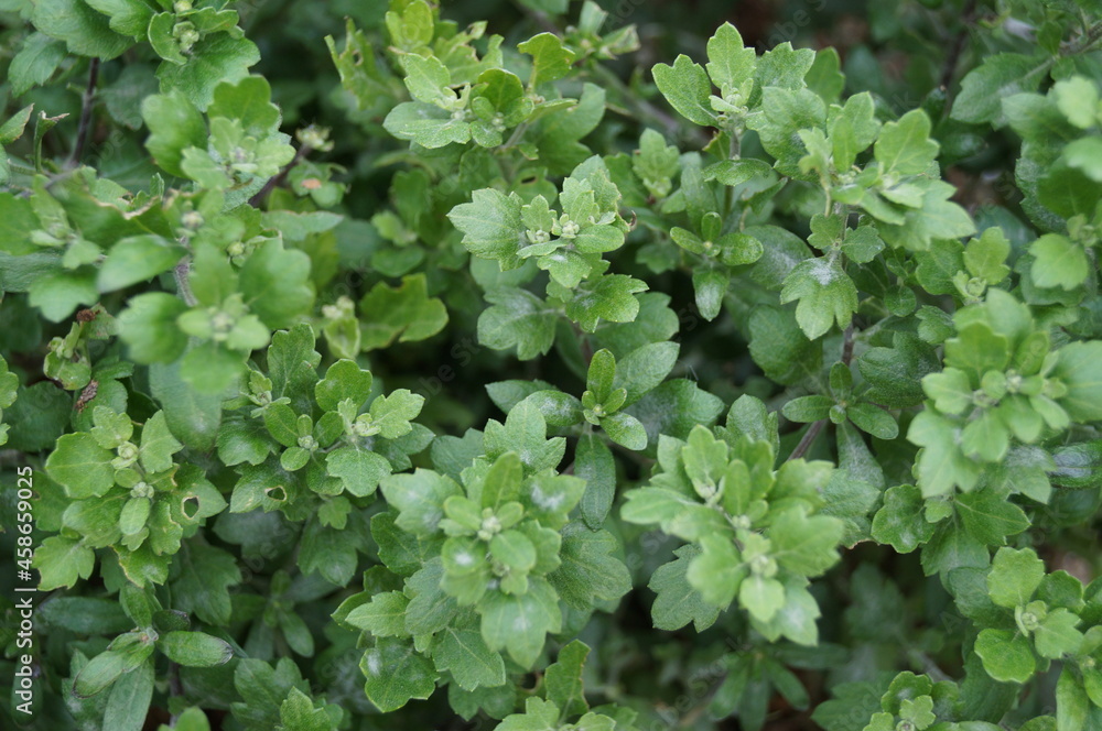 Close up of green plant - colonchoe Close up of green plant - colonchoe