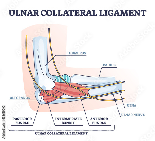 Ulnar collateral ligament or UCL with anatomical structure outline diagram