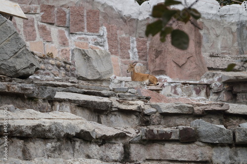 Wallpaper Mural A photograph of a vintor mountain goat on the rocks Torontodigital.ca