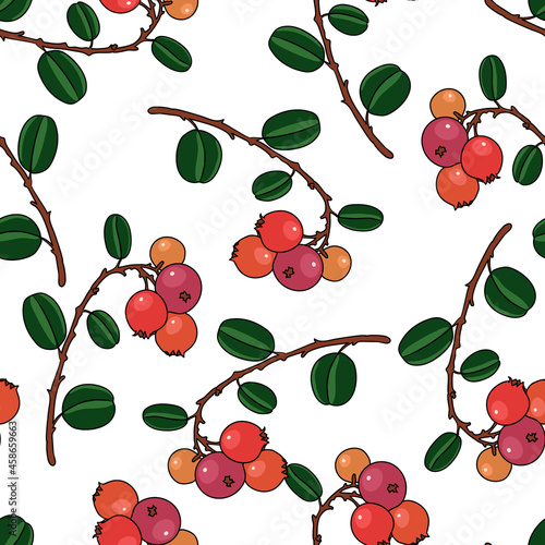 vector seamless pattern with drawing lingonberry plant, Vaccinium vitis-idaea, hand drawn background with medicinal plant