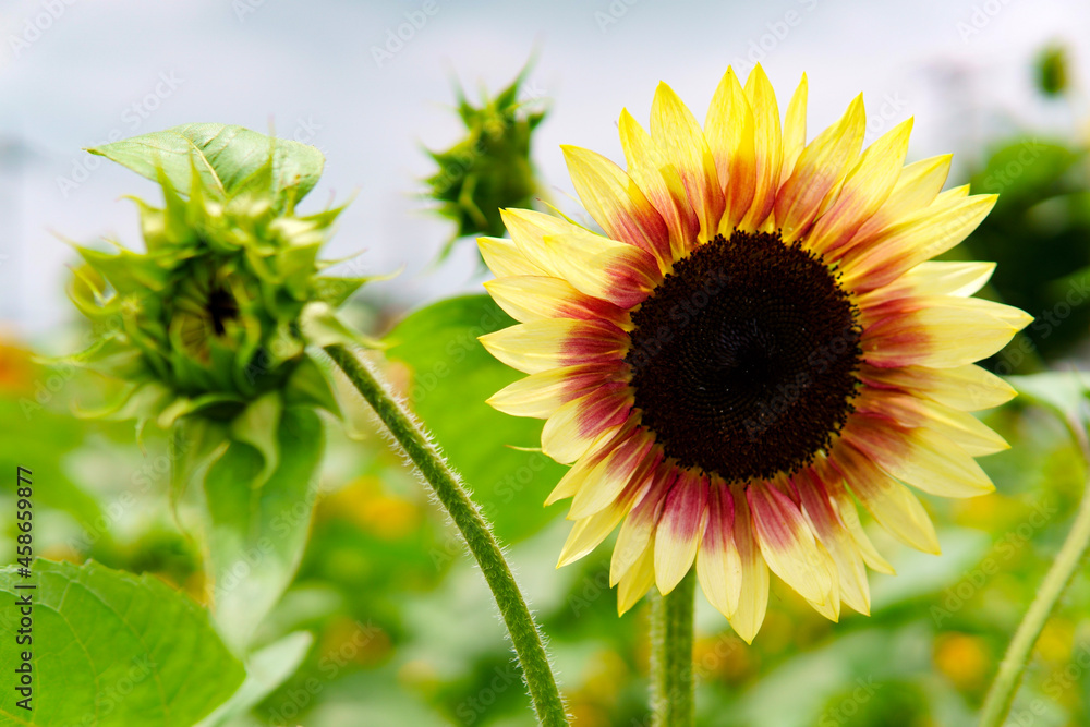 Obraz premium sunflower on blue sky