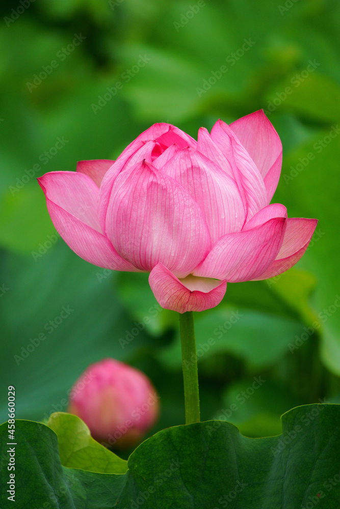 pink lotus flower