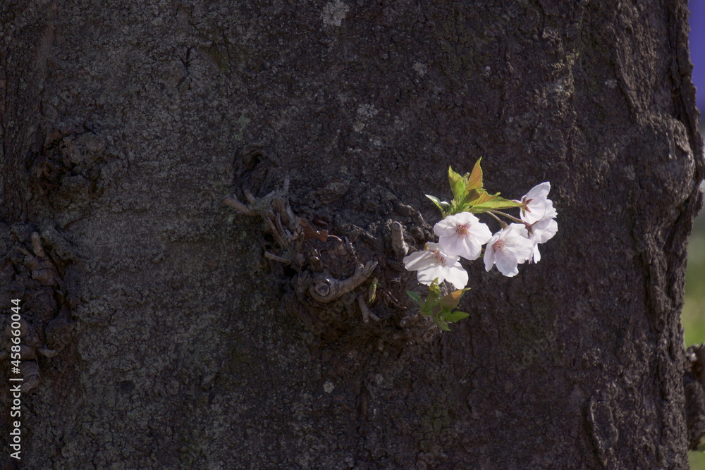 flowers on a tree flowers on a tree