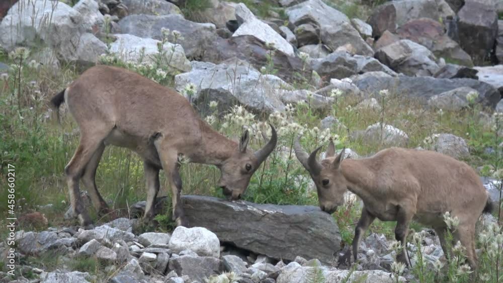 Caucasus. Bezengi gorge. Mountain goats lick salt. Caucasus. Bezengi gorge. Mountain goats lick salt.