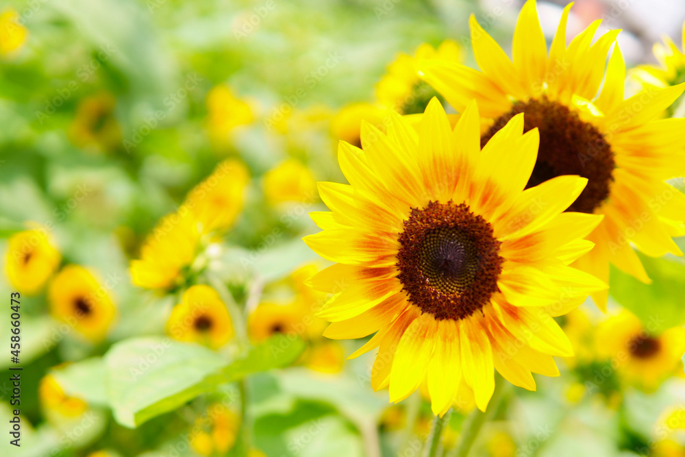 Naklejka premium sunflower in the field