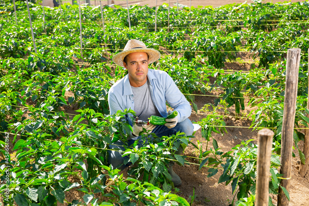 Positive young man working in small farm garden in summer, picking green peppers from bushes