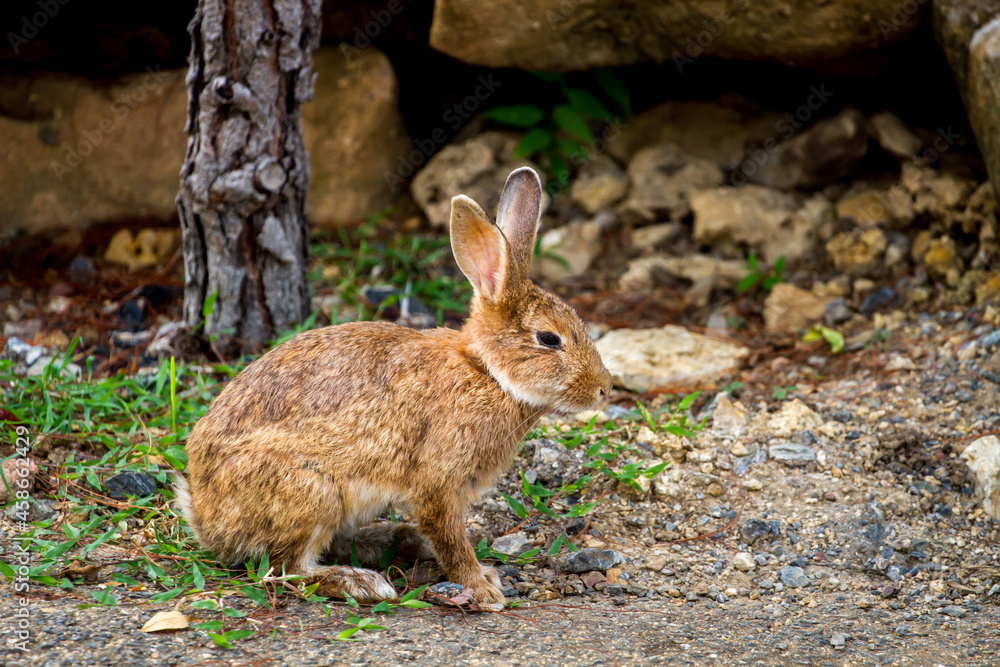 Fototapeta premium Funny little bunnies running in the rain fields.