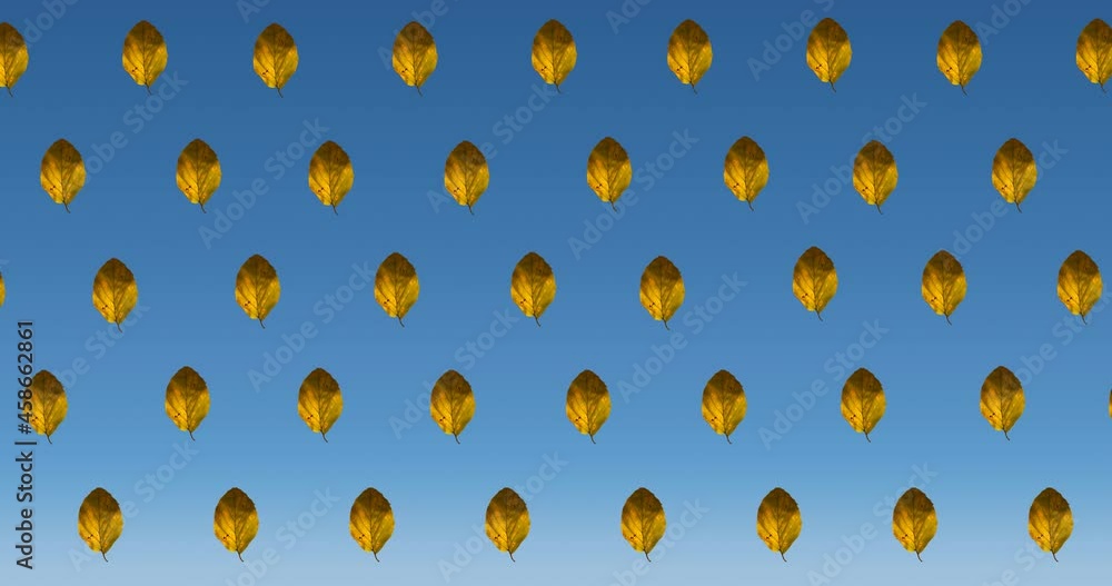 Animation of rows of autumn yellow leaves on blue background Animation of rows of autumn yellow leaves on blue background