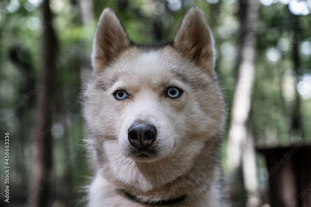 Portrait of a Siberian Husky with blue eyes.