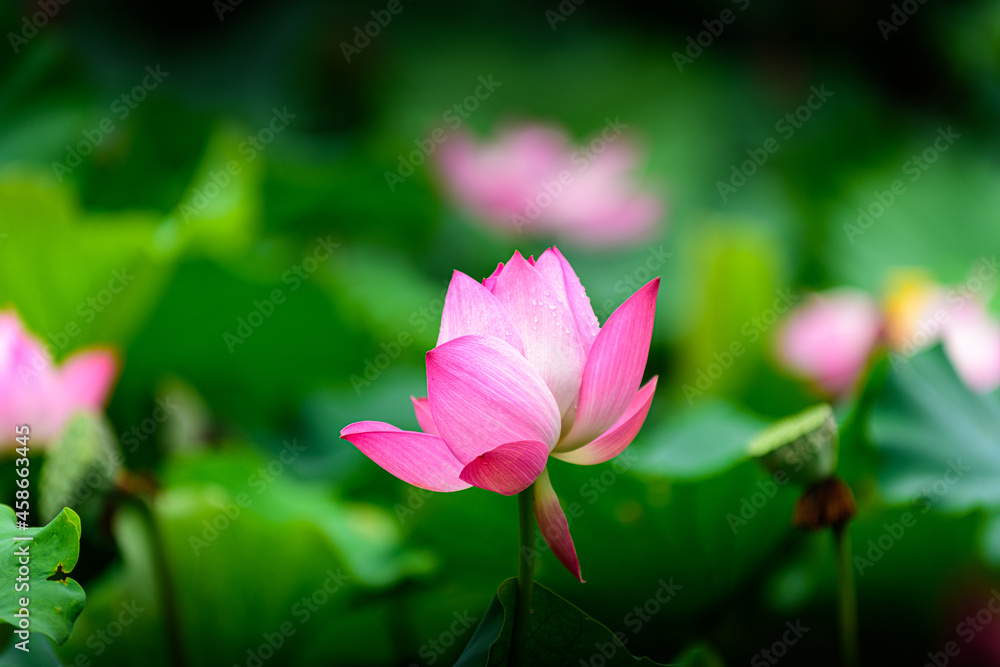 pink lotus flower in the garden pink lotus flower in the garden